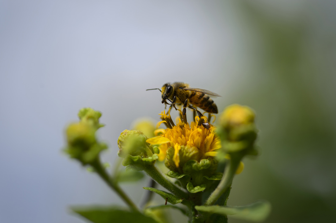 abeja2