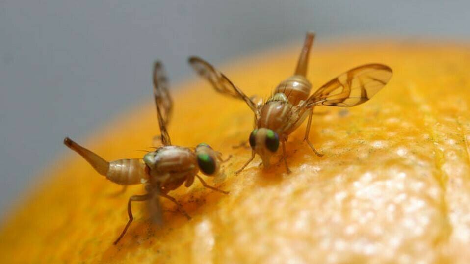 moscas-de-la-fruta-plaga
